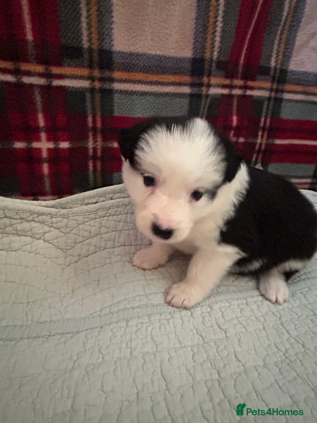 Border Collie dogs for sale: Border collie puppies for sale!!!❤️ - Image 15