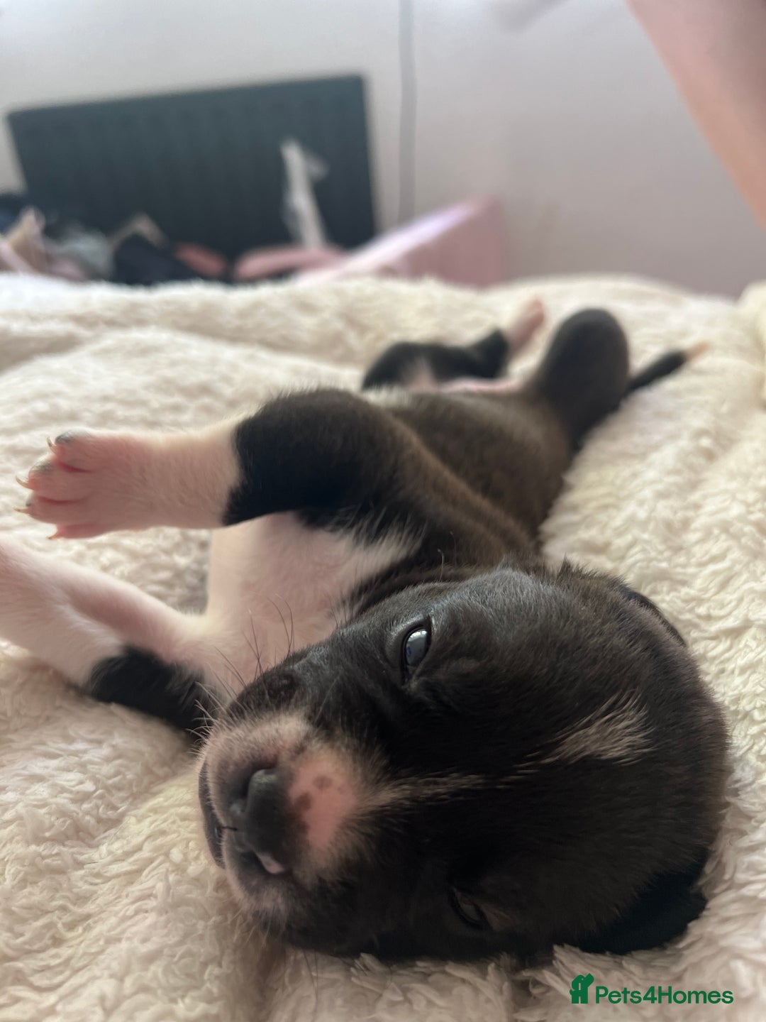 Mixed Breed dogs for sale: French bulldog cross American bulldog  - Image 9
