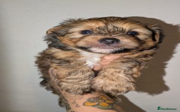 Mixed Breed dogs for sale: Porkies (Pom x Yorkie) Puppies! - Image 4