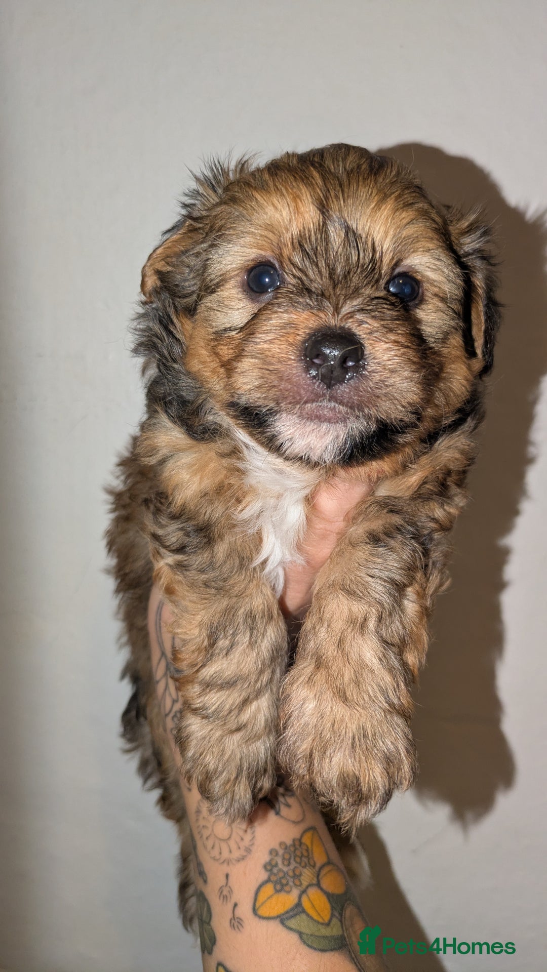 Mixed Breed dogs for sale: Porkies (Pom x Yorkie) Puppies! - Image 4