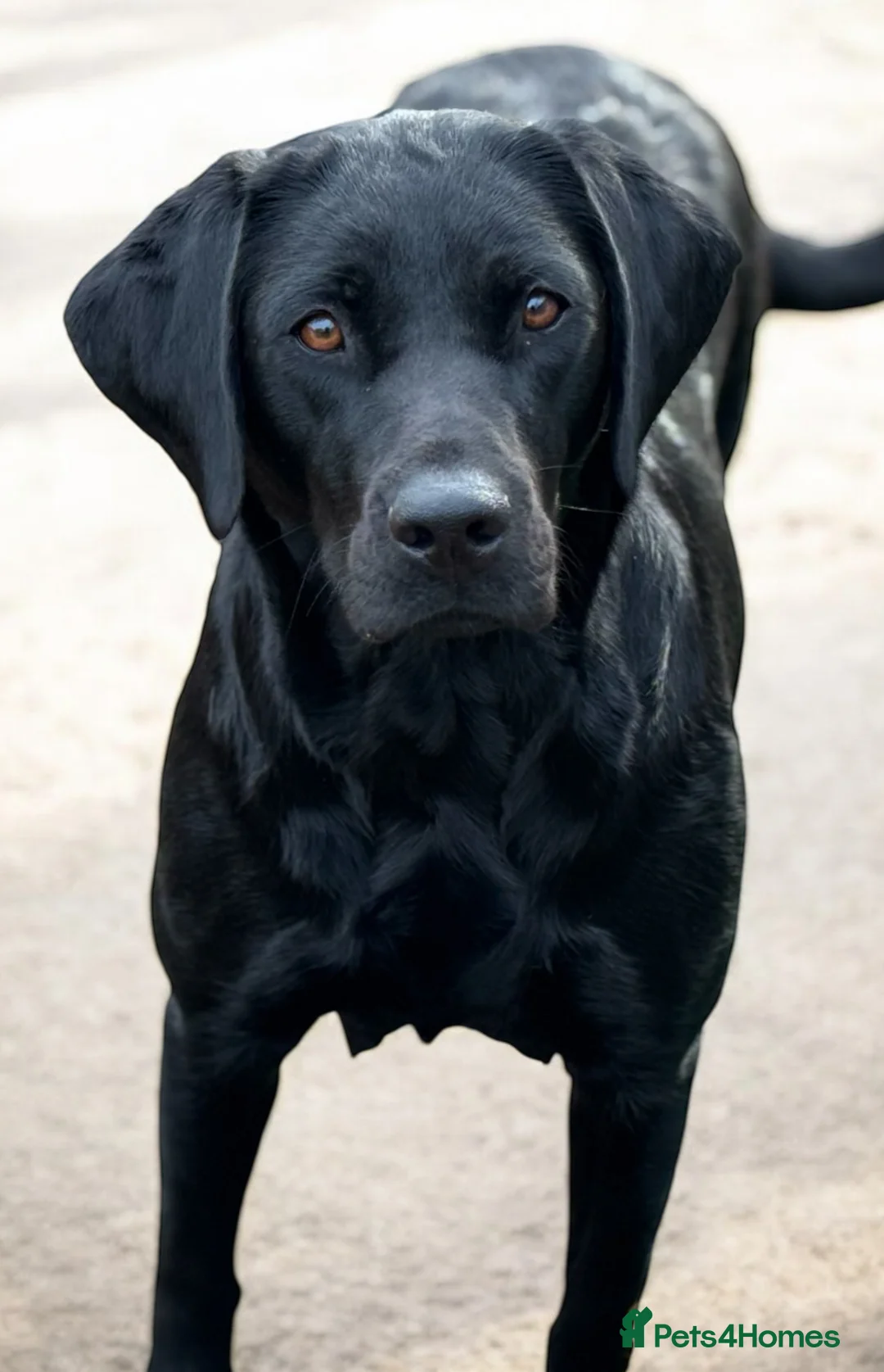 Labrador Retriever dogs for sale: Kc Reg Black Labrador Puppies  - Advert 8