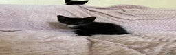 Domestic Shorthair cats for sale: Three kittens for sale  in Heywood - Advert 15