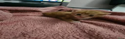 Domestic Shorthair cats for sale: 2 kittens for sale. in Sheffield - Advert 40