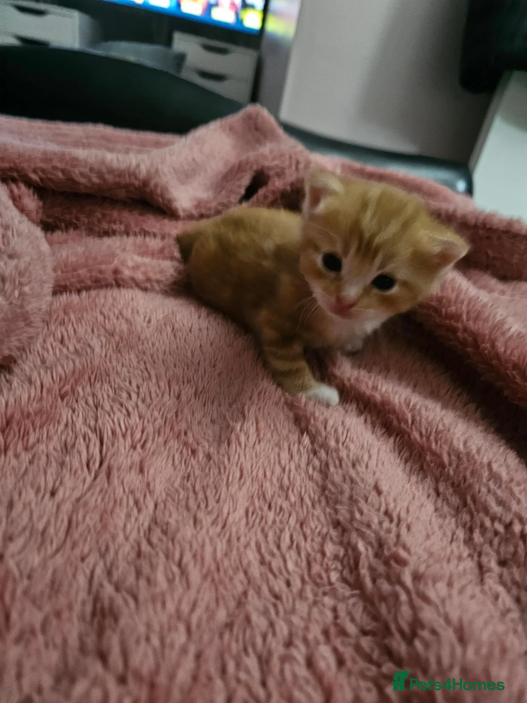 Domestic Shorthair cats for sale: 2 kittens for sale. in Sheffield - Advert 40