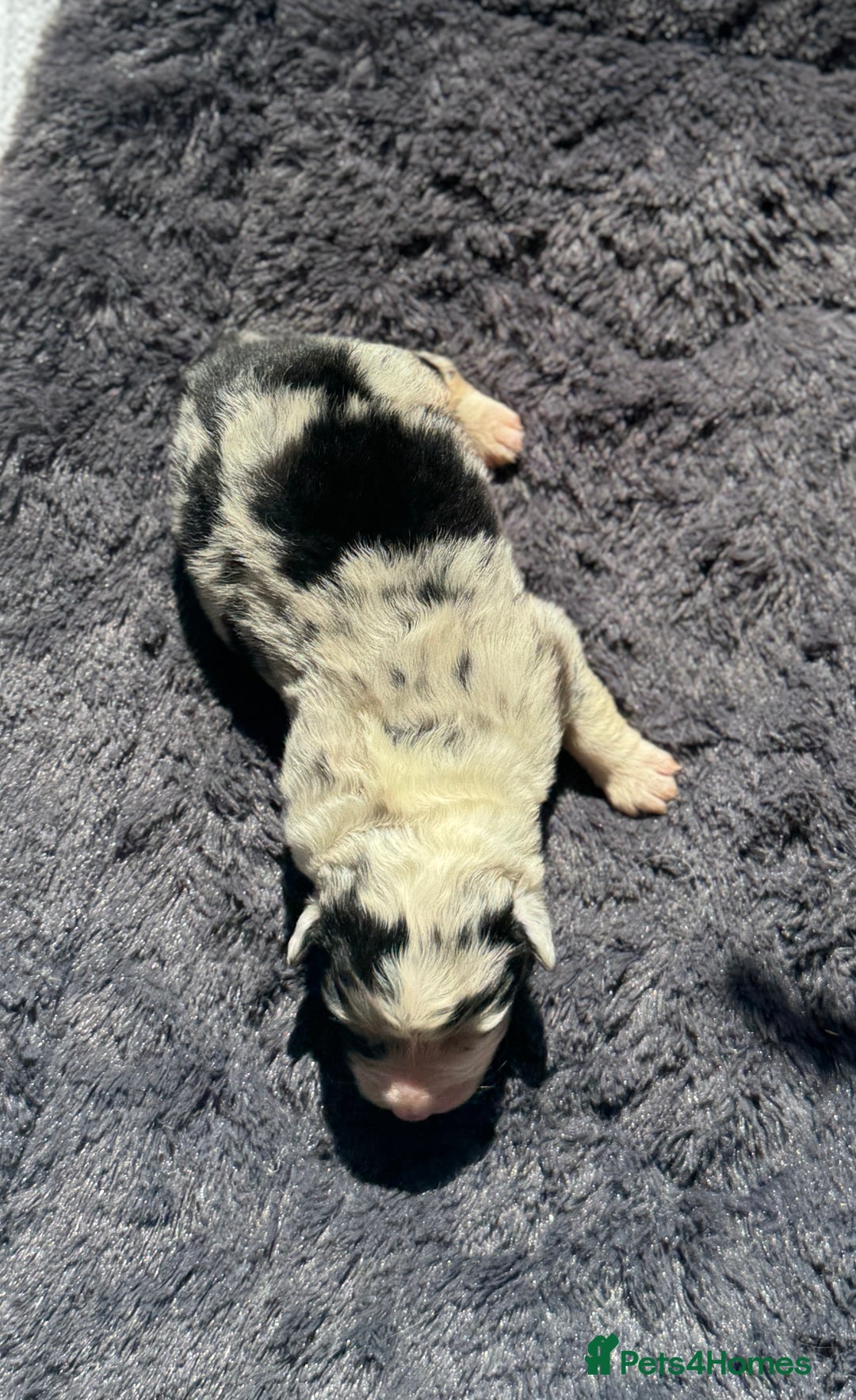 Australian Shepherd dogs for sale: KC registered Australian Shepard puppies - Image 6