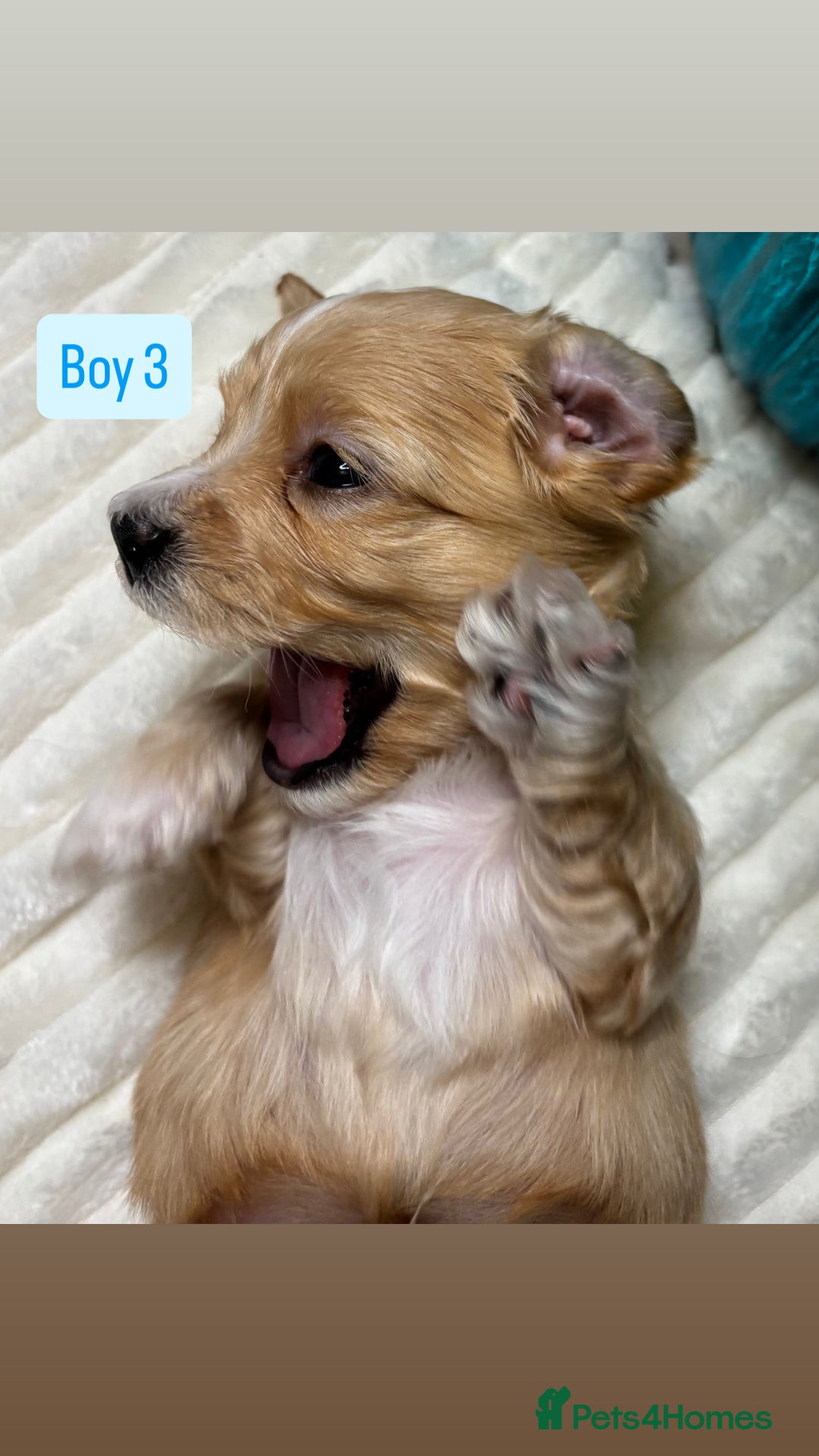 Havanese dogs for sale: 9 Beautiful Havanese Pedigree Puppies  - Advert 10