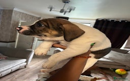 Mixed Breed dogs for sale: 🐾Cocker-Pie (Mini Hippo)s🐾 - Image 4