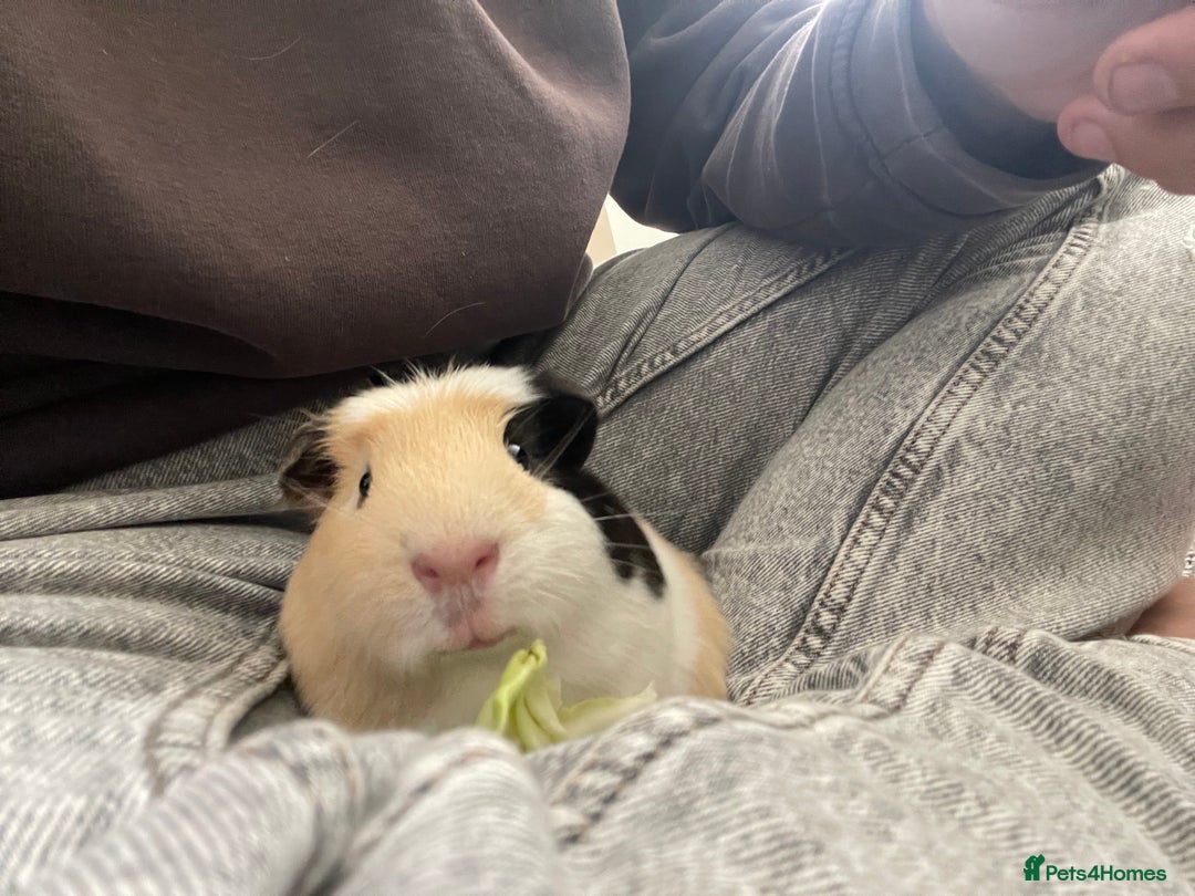 Guinea Pig rodents for sale: 2 male guinea pigs looking for a new home  - Image 3