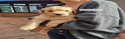 Goldendoodle dogs for sale: READY NOW Last Remaining F2b Goldendoodle puppies  - Advert 18