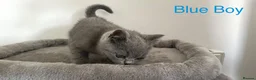 British Shorthair cats for sale: 5 British Shorthair Kittens in Wellingborough - Advert 13