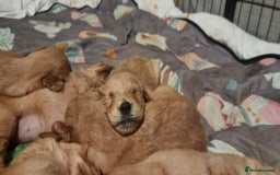 Golden Retriever dogs for sale: KC Registered - Golden Retriever Pups  - Image 4