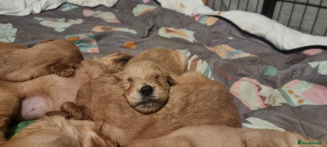 Golden Retriever dogs for sale: KC Registered - Golden Retriever Pups  - Image 4