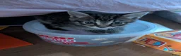 British Shorthair cats for sale: 3 beautiful kittys & mummy - Advert 8
