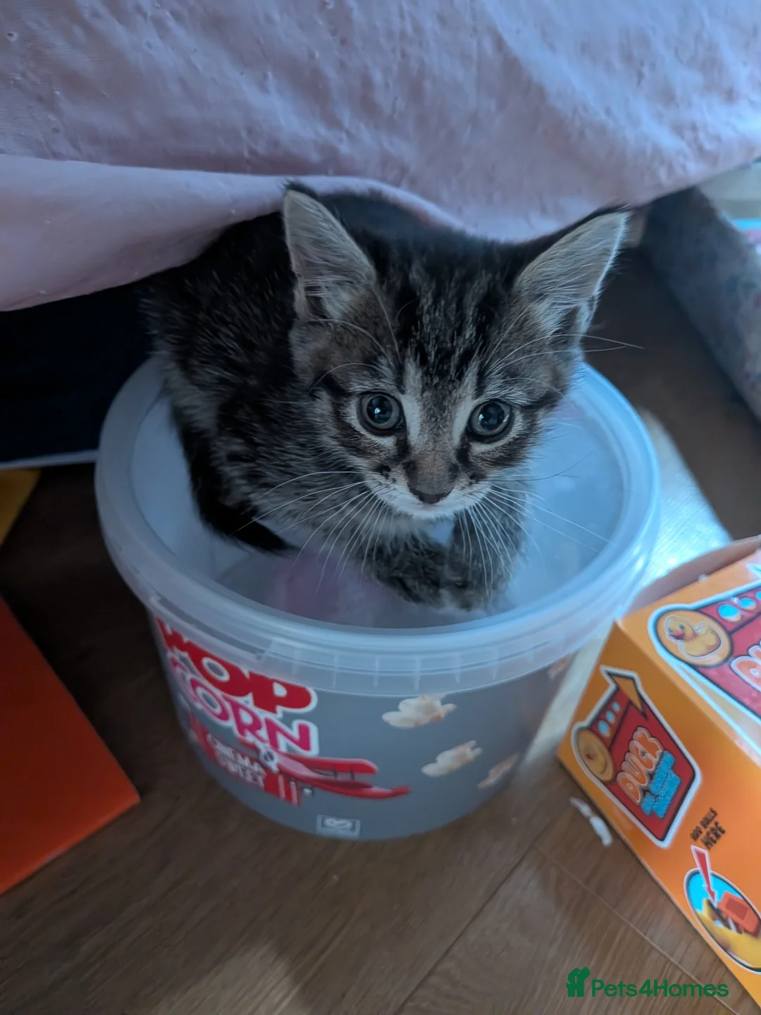 British Shorthair cats for sale: 3 beautiful kittys & mummy - Advert 8