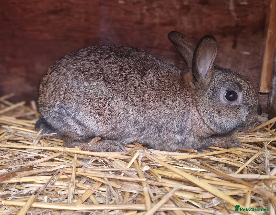 Mixed Breed rabbits for sale: Cute pair of little baby bunny brothers  - Advert 4