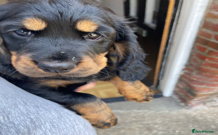 Cocker Spaniel dogs - Advert 14