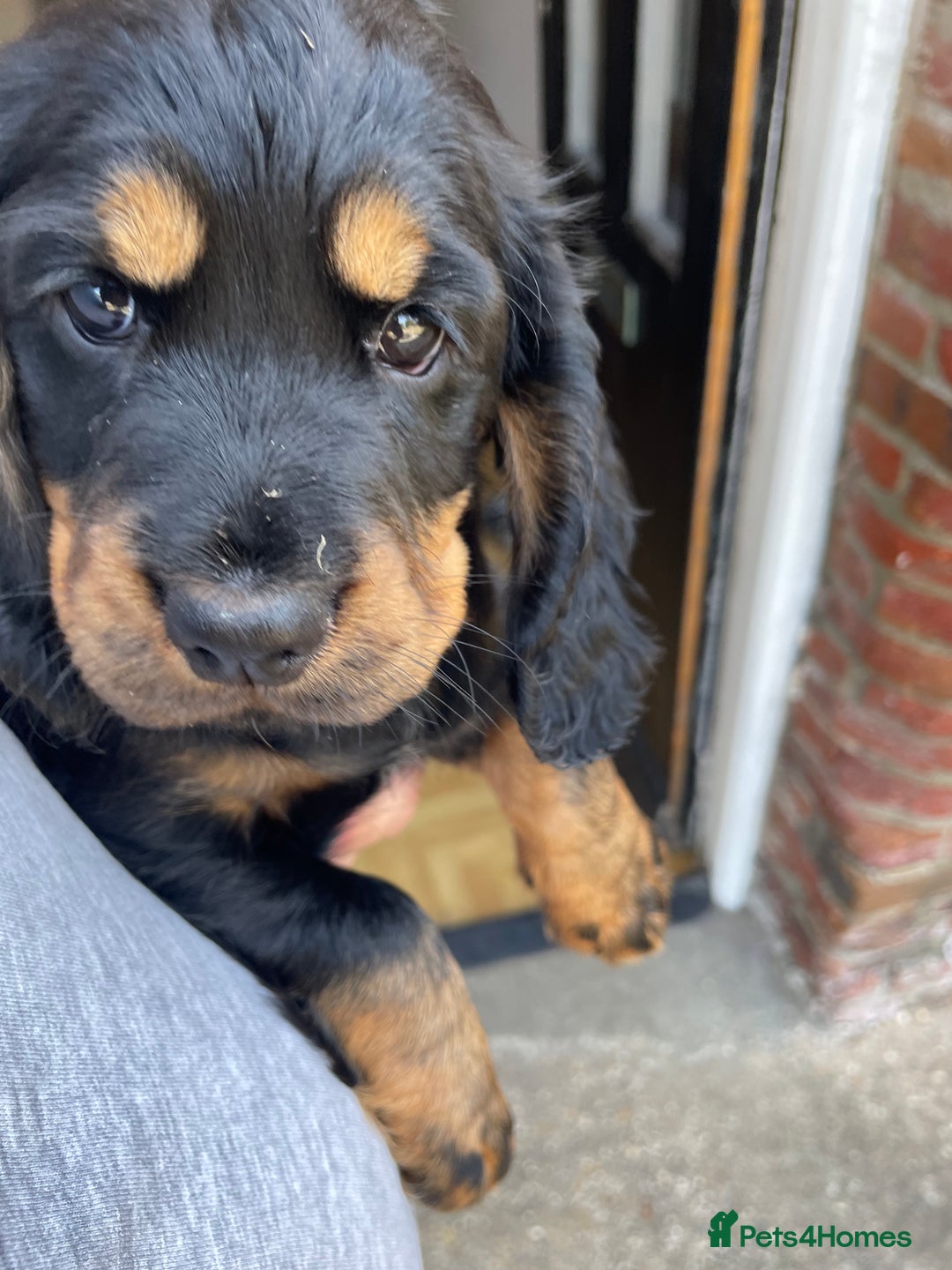 Cocker Spaniel dogs for sale: Working cocker spaniel  - Image 1