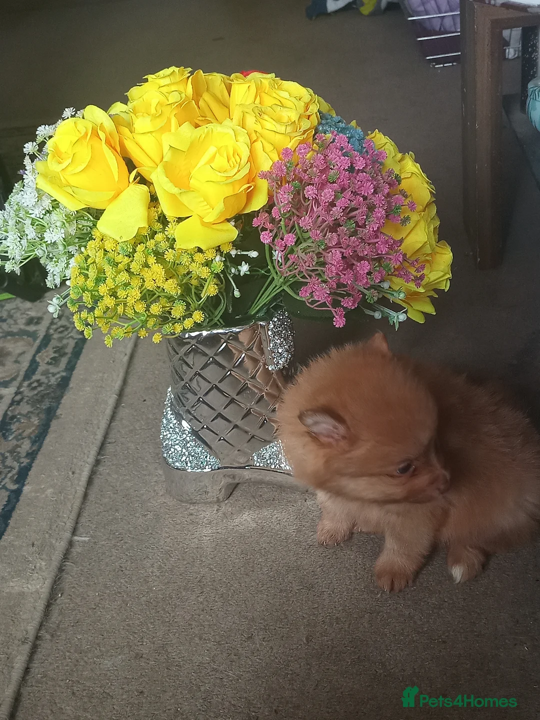 Pomeranian dogs for sale: Pomeranian pups - Advert 2