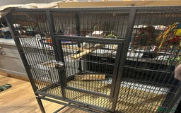 Cockatiels birds for sale: Beautiful, vocal baby cockatiel male - Image 5