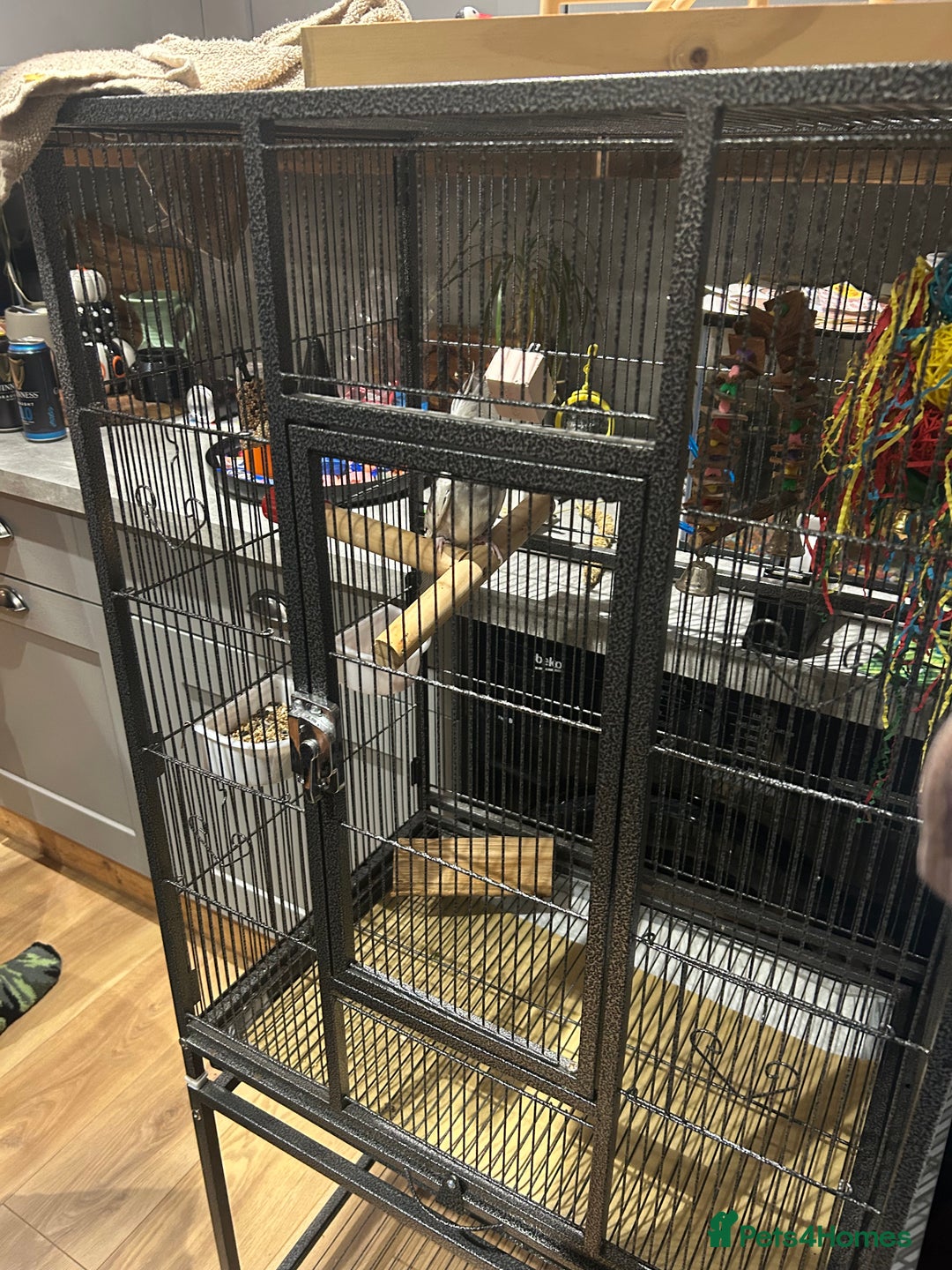 Cockatiels birds for sale: Beautiful, vocal baby cockatiel male - Image 5