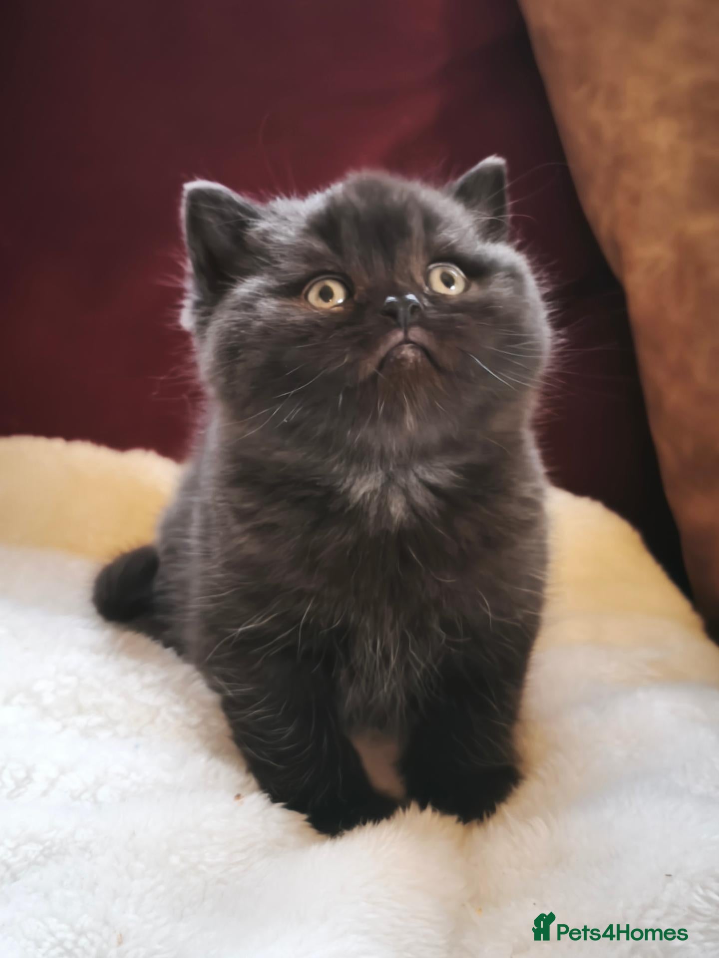 British Shorthair cats Beautiful British Shorthair Kittens - Advert 7