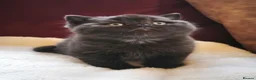 British Shorthair cats for sale: Beautiful British Shorthair Kittens in Darlington - Advert 1