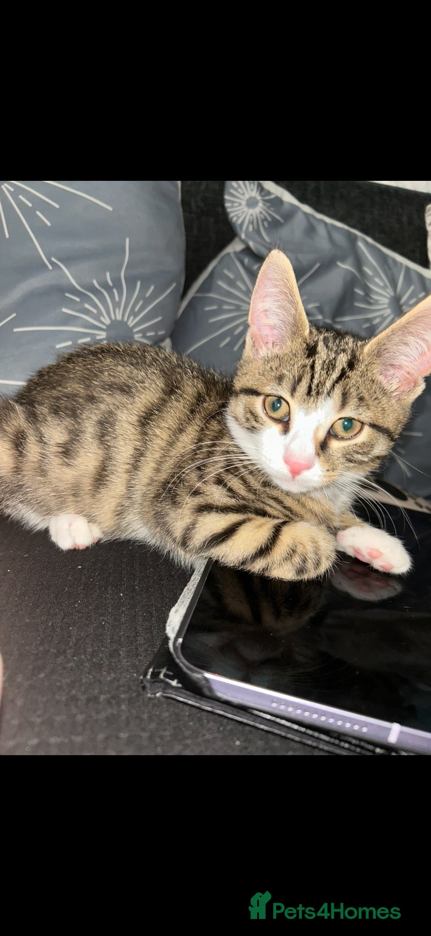 Mixed Breed cats for sale: Bengal x Tabby - Advert 1
