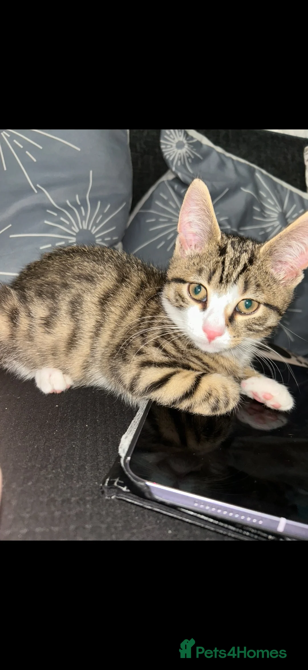 Mixed Breed cats for sale: Bengal x Tabby - Advert 1