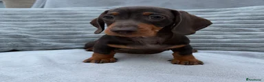 ROLO