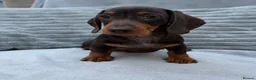 Miniature Dachshund dogs for sale: Gorgeous KC registered Miniature Dachshunds   - Advert 10