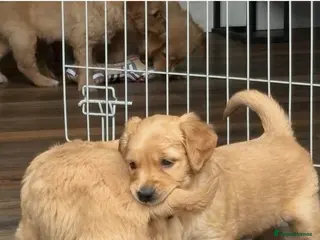 Golden Retriever dogs KC registered stunning, golden retriever,puppies - Advert 10