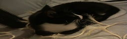 British Shorthair cats for sale: Black kitten and black and white kitten  - Advert 5