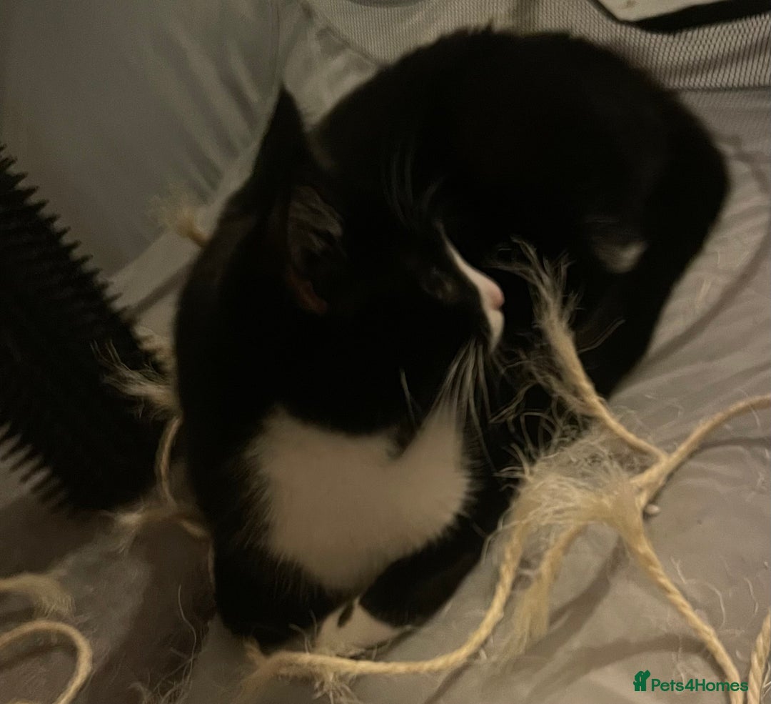 British Shorthair cats for sale: Black kitten and black and white kitten  - Advert 5