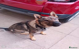 German Shepherd dogs for stud: Male German shepherd  - Image 3