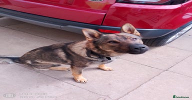 German Shepherd dogs - Advert 8