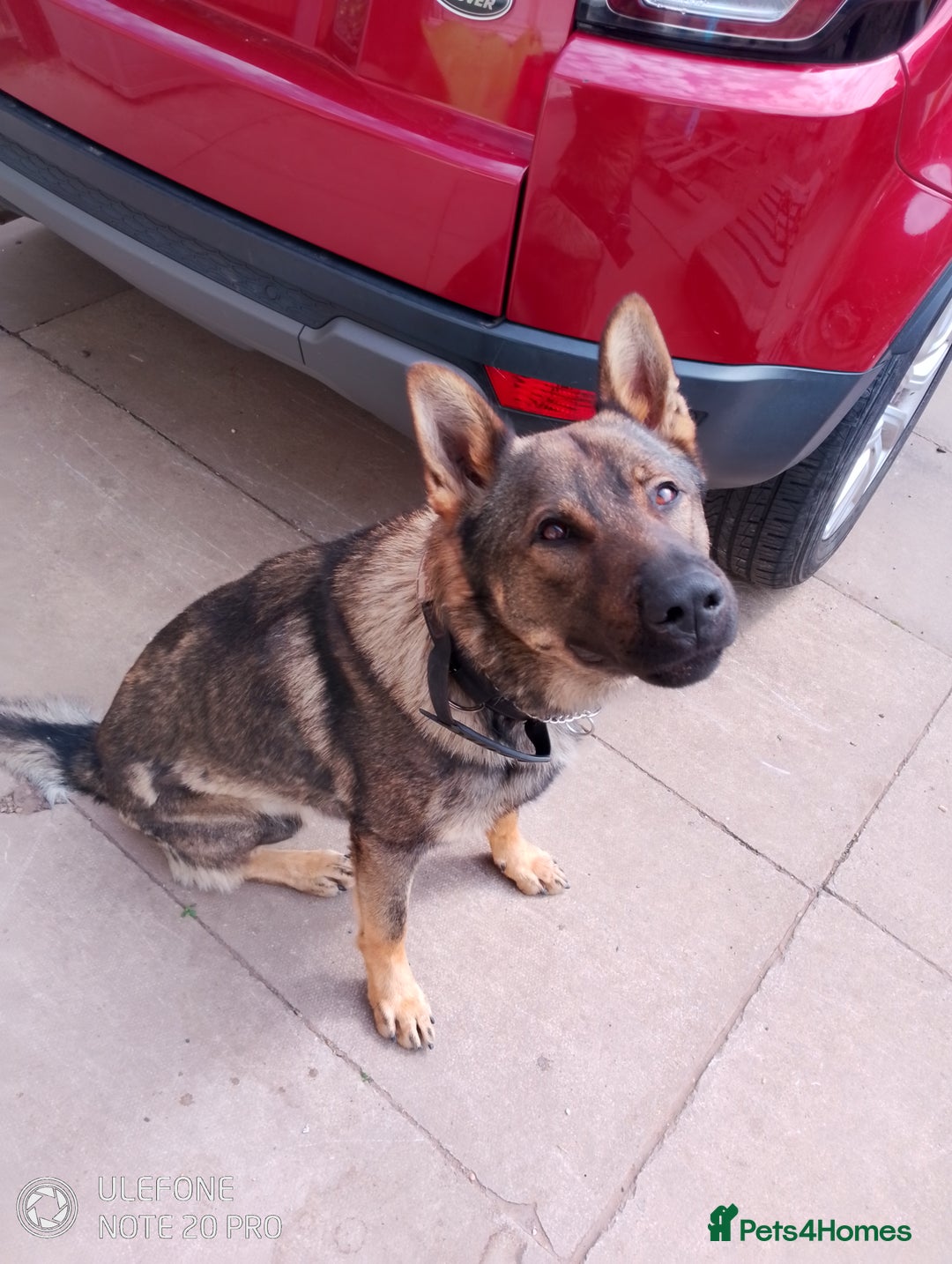 German Shepherd dogs for stud: Male German shepherd  - Image 3