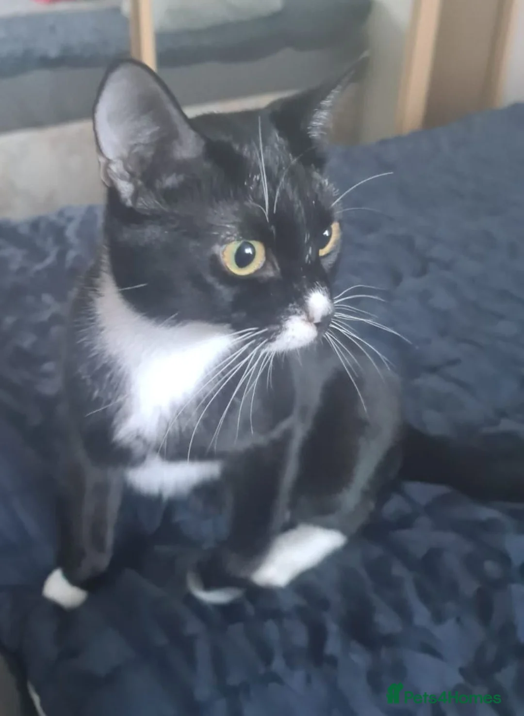 Domestic Shorthair cats for sale: Domestic shorthair tuxedo cat in Northampton - Advert 6