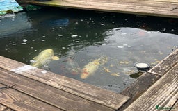 Koi Carp fish for sale: Koi carp and all my pond equipment  - Image 8