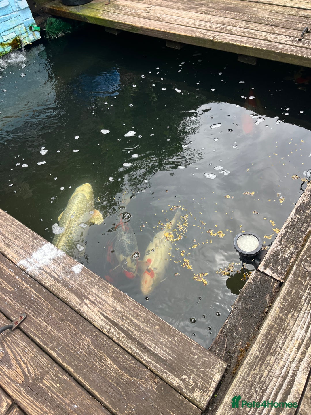 Koi Carp fish for sale: Koi carp and all my pond equipment  - Image 8