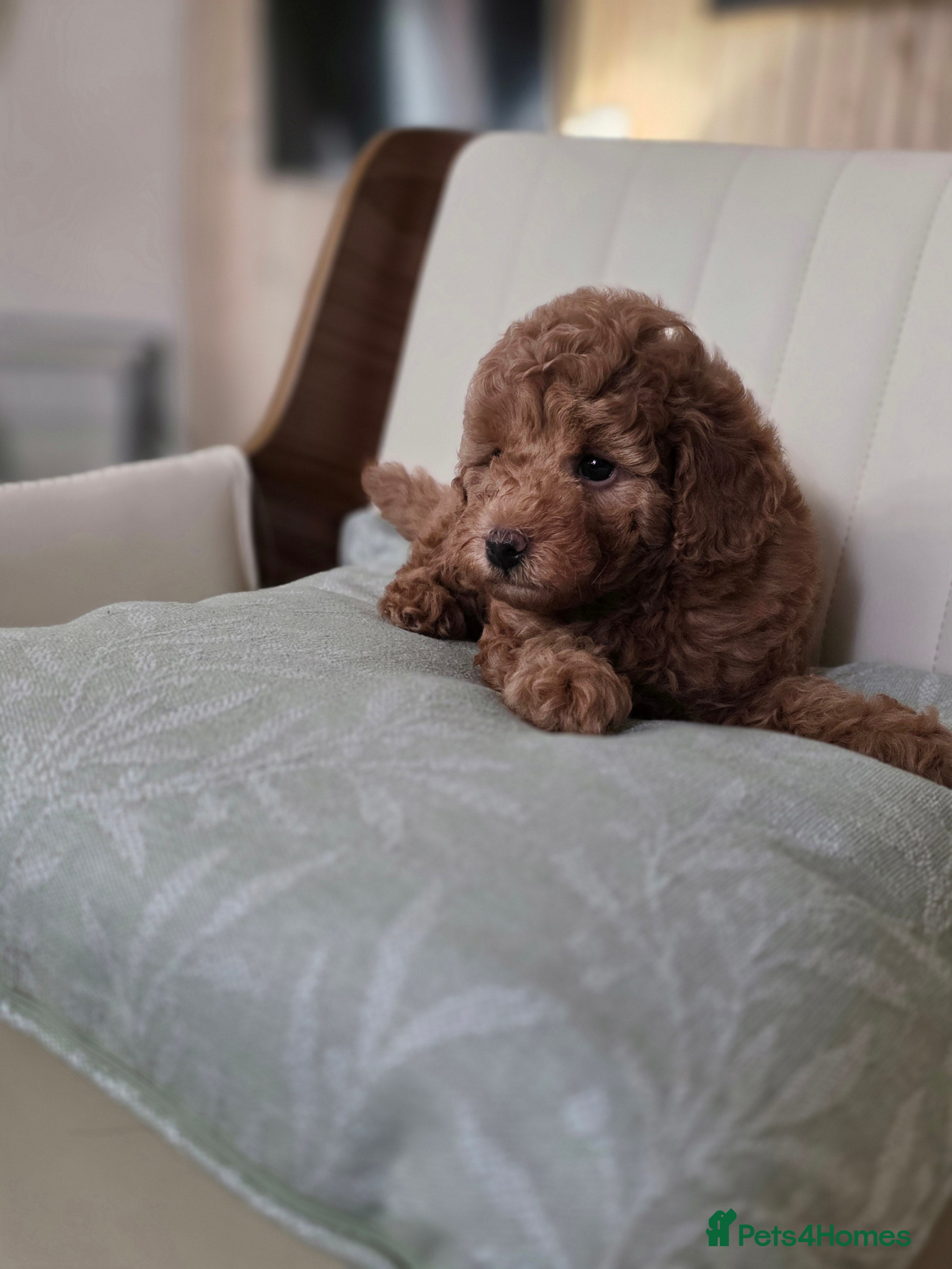 Toy Poodle dogs Show Quality Toy Poodle  - Advert 2
