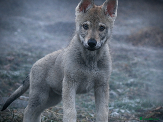 Saarloos Wolfdog dogs READY NOW Czechoslovakian wolfdog - Advert 1