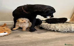 Labrador Retriever dogs for sale: Ready now labradoodles  - Image 9