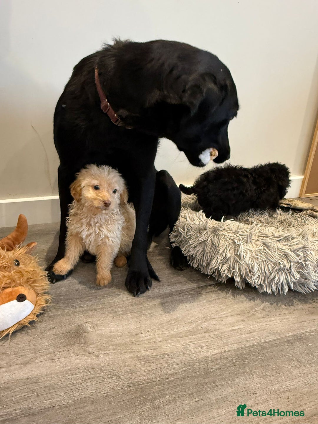 Labrador Retriever dogs for sale: Ready now labradoodles  - Image 9