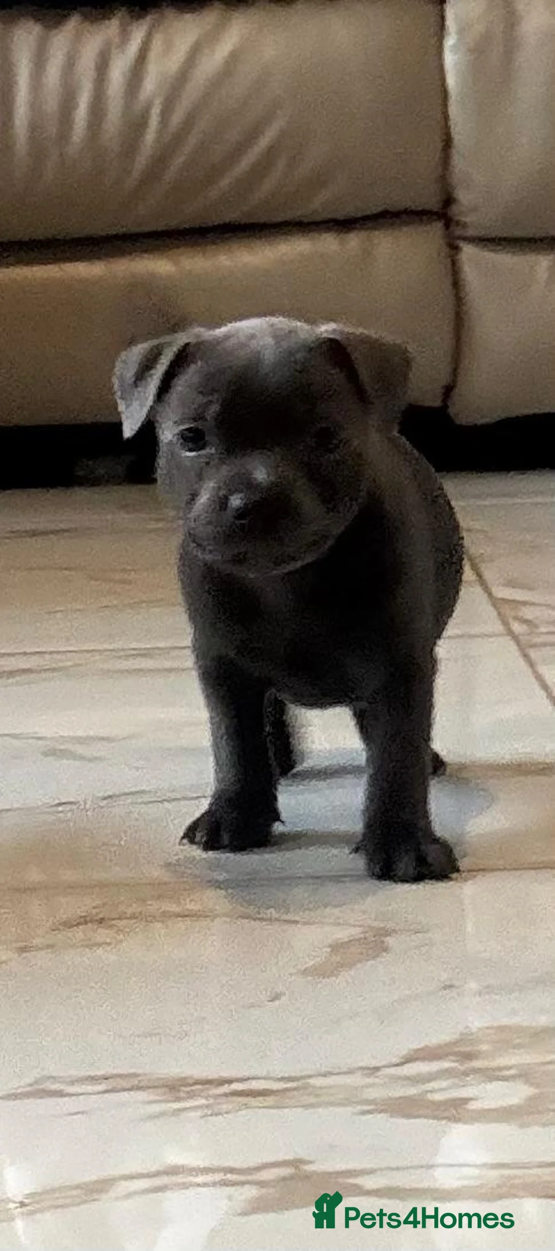 Staffordshire Bull Terrier dogs for sale: Blue and black staff puppies  - Advert 2