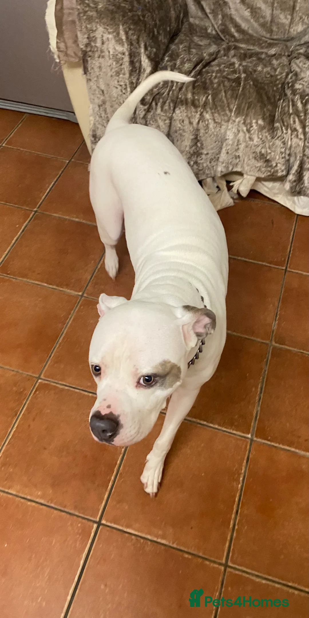 American Bulldog dogs for sale: American bulldog female  - Advert 4