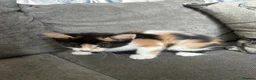 Mixed Breed cats for sale: 1 gorgeous female kitten available  - Advert 3