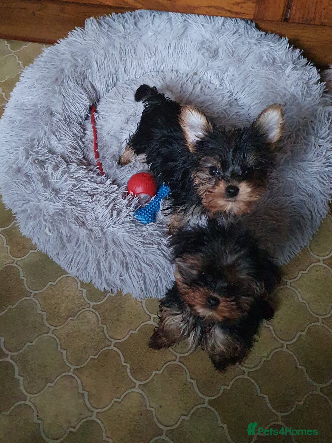 Yorkshire Terrier dogs for sale: Yorkshire terrier puppies 2 girls  - Advert 11