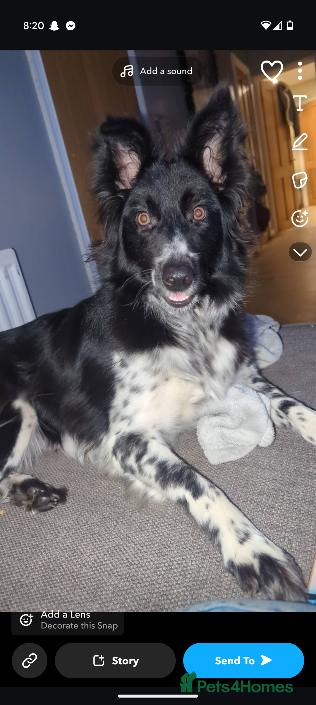 Border Collie dogs for sale: Friendly female collie - Image 2