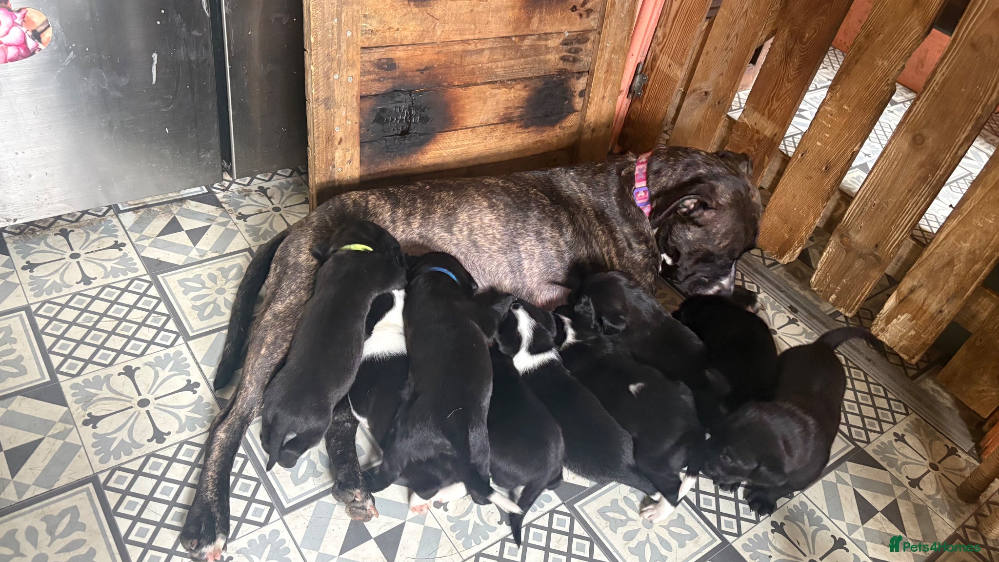 Mixed Breed dogs Litter of 9 Staffy and Labrador puppies  - Advert 7
