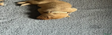 Brown collar 
